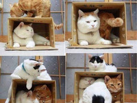 Кошки в коробке