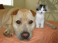 Dog & Kitty