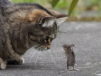 Кот и мышь