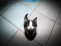 Котенок