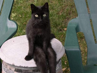 Кот