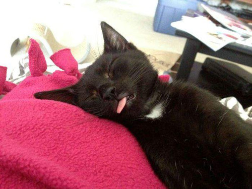 Кот