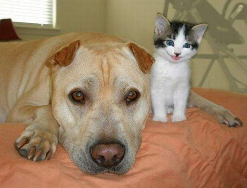Dog & Kitty