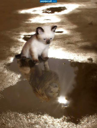 Котенок