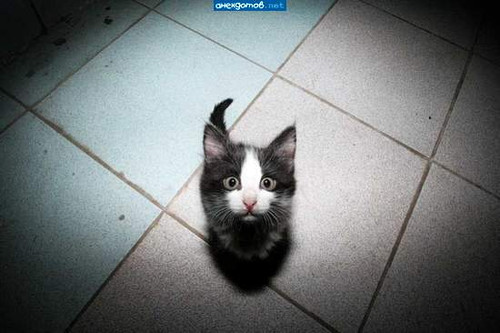 Котенок