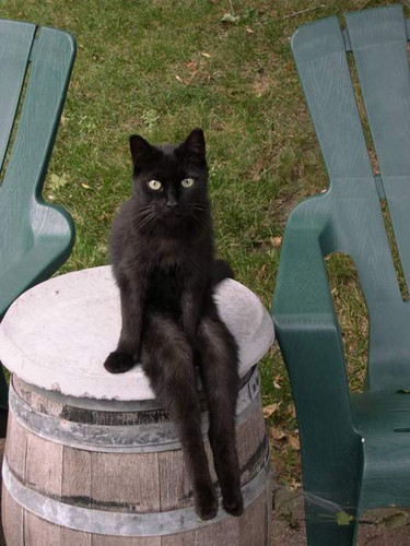 Кот