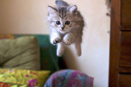 Котенок